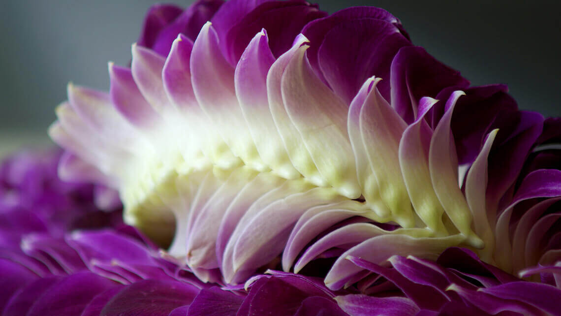 hawaiian lei