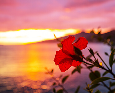 ocean view on maui with tropical vegetation