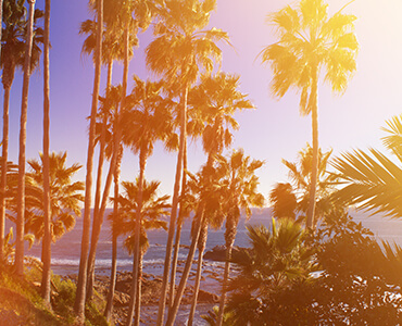 palm trees by the sea