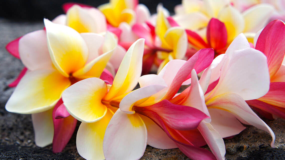 close-up of hawaiian lei