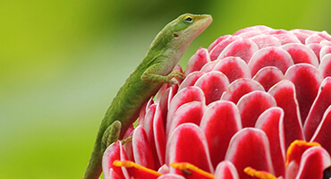 green gekko on ginger flower head