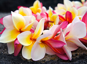 hawaiian lei