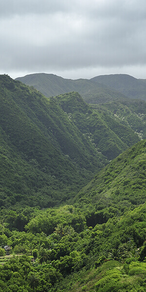 hawaiian tropical forest