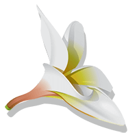 plumeria graphic from Hawaiʻi Hula Company