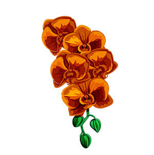 hawaiian flower graphic from hawaii hula company