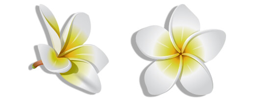 graphic of plumeria flowers